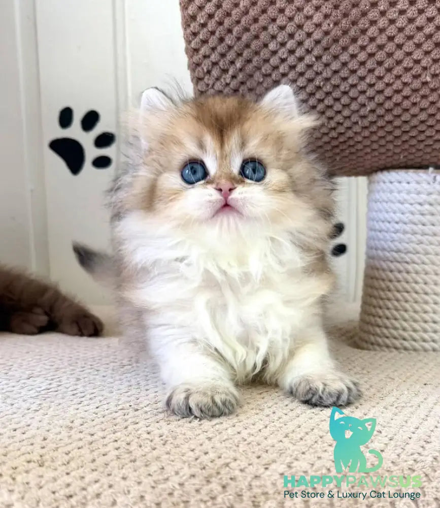 Conor British Longhair male black golden shaded - live animals