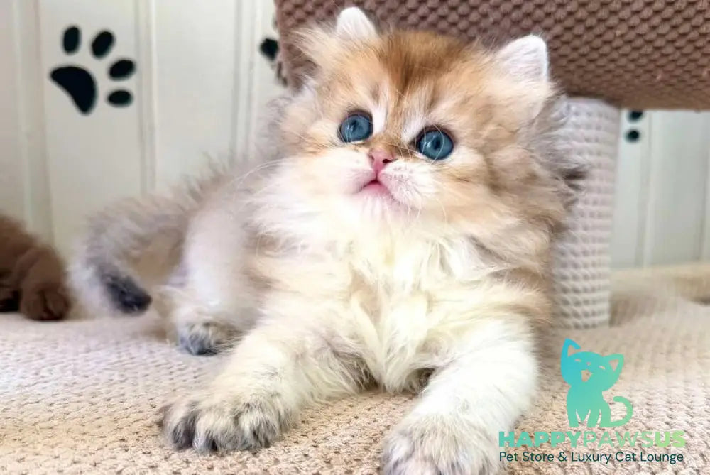 Conor British Longhair male black golden shaded - live animals