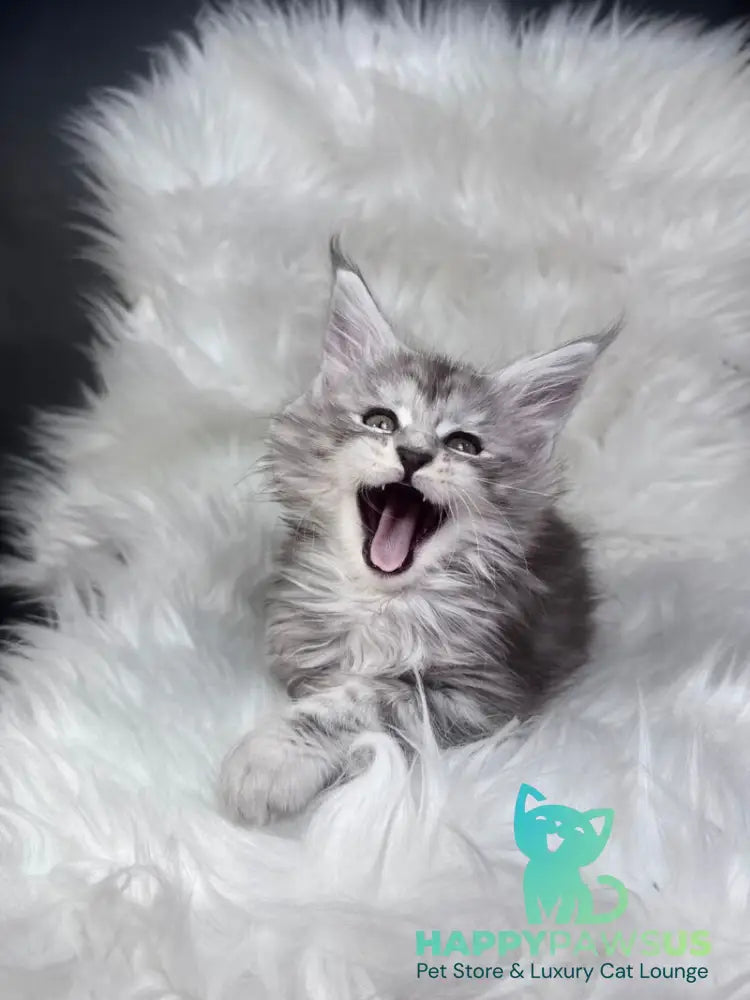 Conor Maine Coon male black silver tabby bicolour - live animals