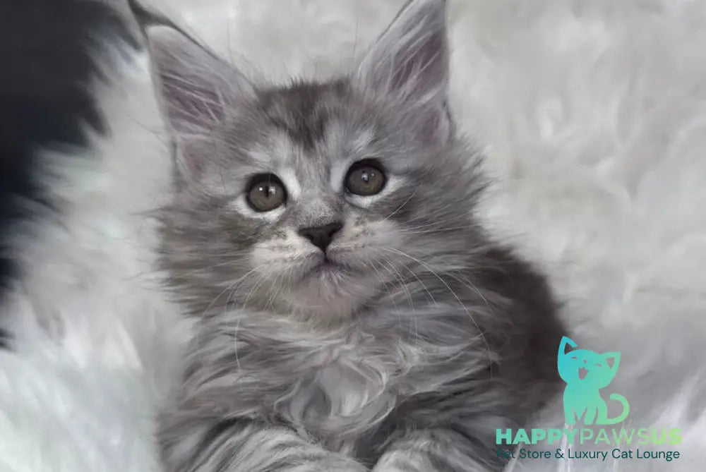 Conor Maine Coon male black silver tabby bicolour - live animals