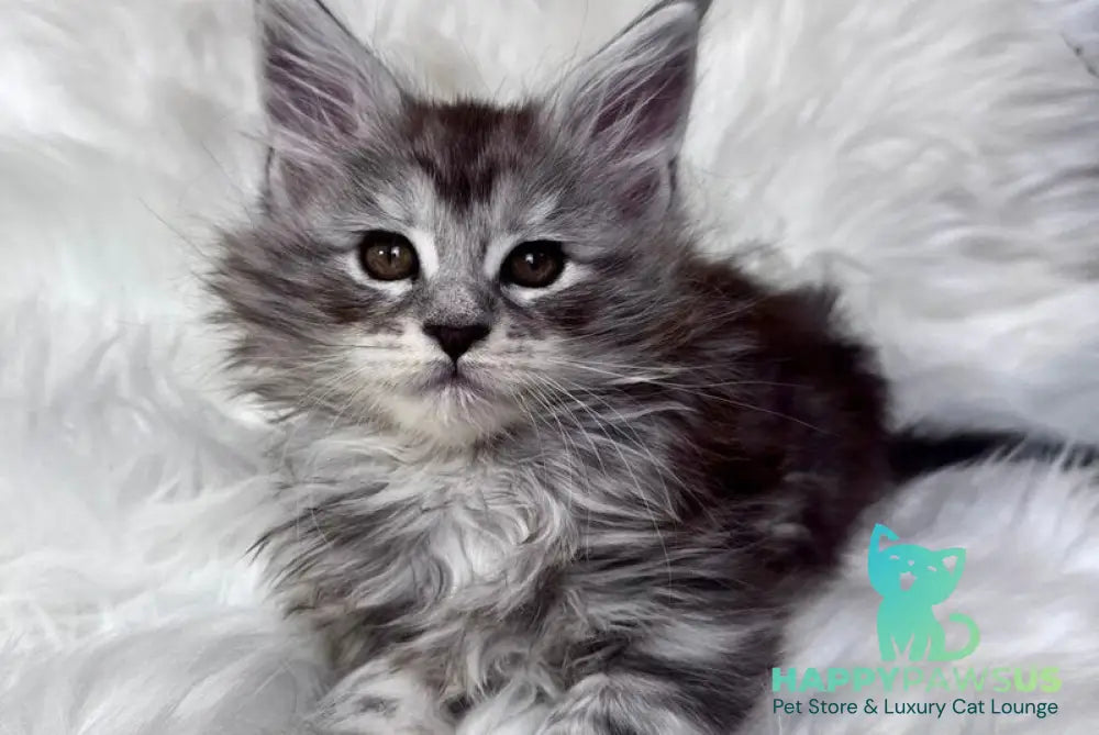 Conor Maine Coon male black silver tabby bicolour - live animals