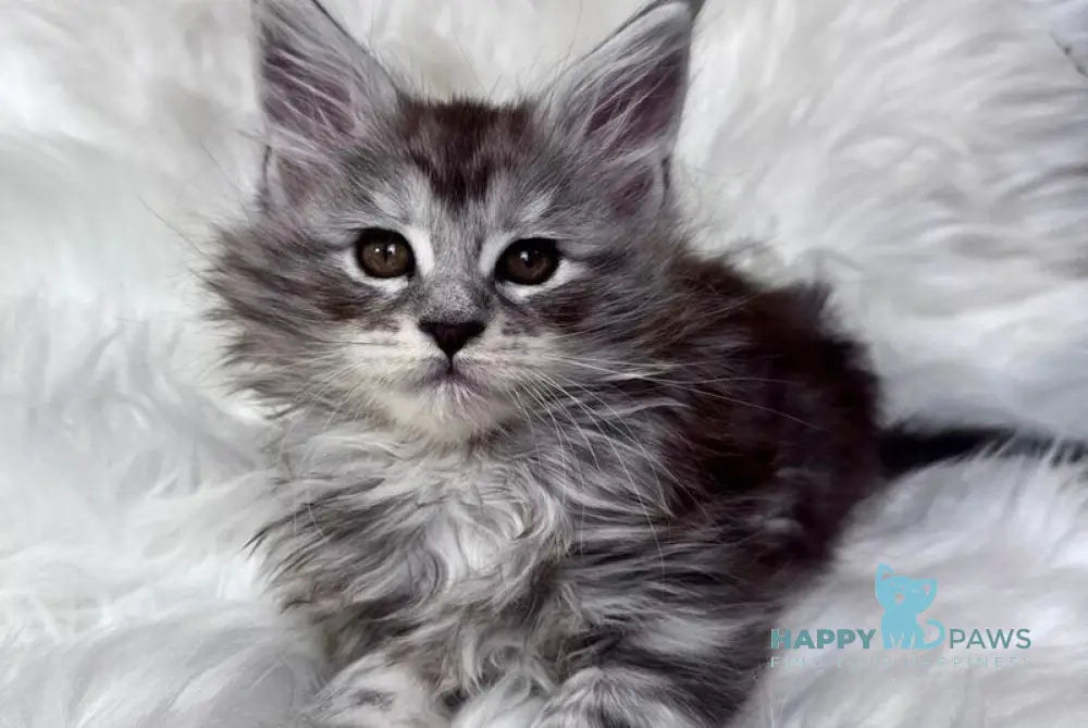 Conor Maine Coon male black silver tabby bicolour - live animals