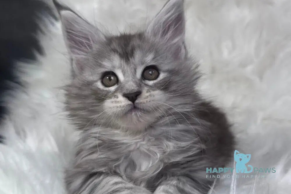 Conor Maine Coon male black silver tabby bicolour - live animals