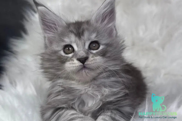 Conor Maine Coon male black silver tabby bicolour - live animals