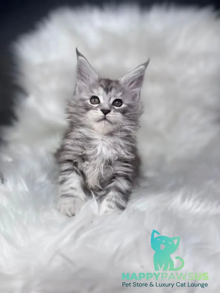 Conor Maine Coon male black silver tabby bicolour - live animals