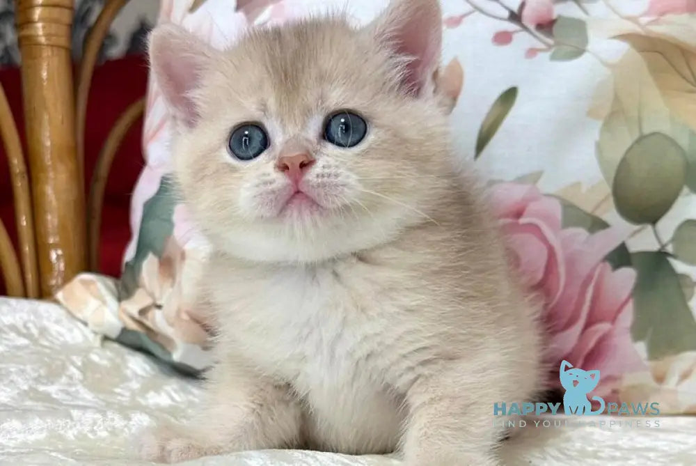 Conor Scottish Straight male blue golden chinchilla live animals