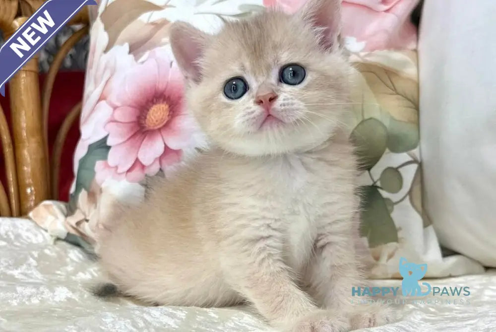 Conor Scottish Straight male blue golden chinchilla live animals
