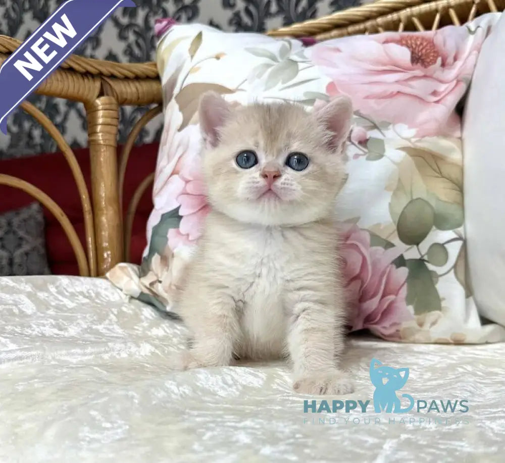 Conor Scottish Straight male blue golden chinchilla live animals