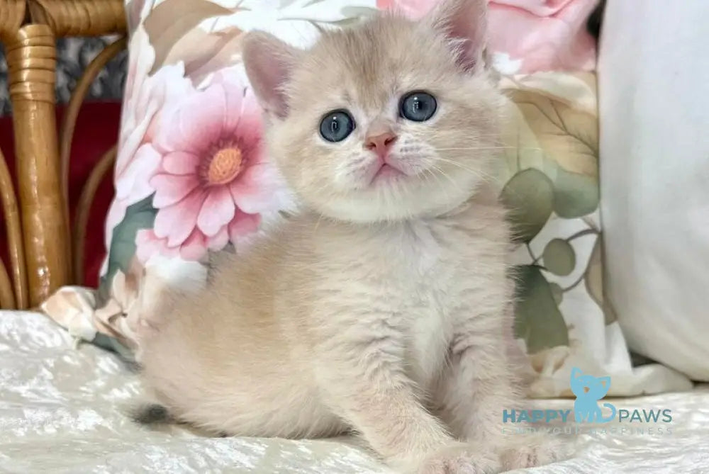 Conor Scottish Straight male blue golden chinchilla live animals