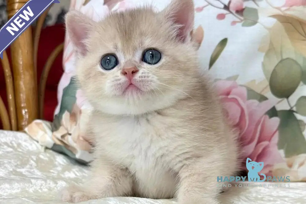 Conor Scottish Straight male blue golden chinchilla live animals