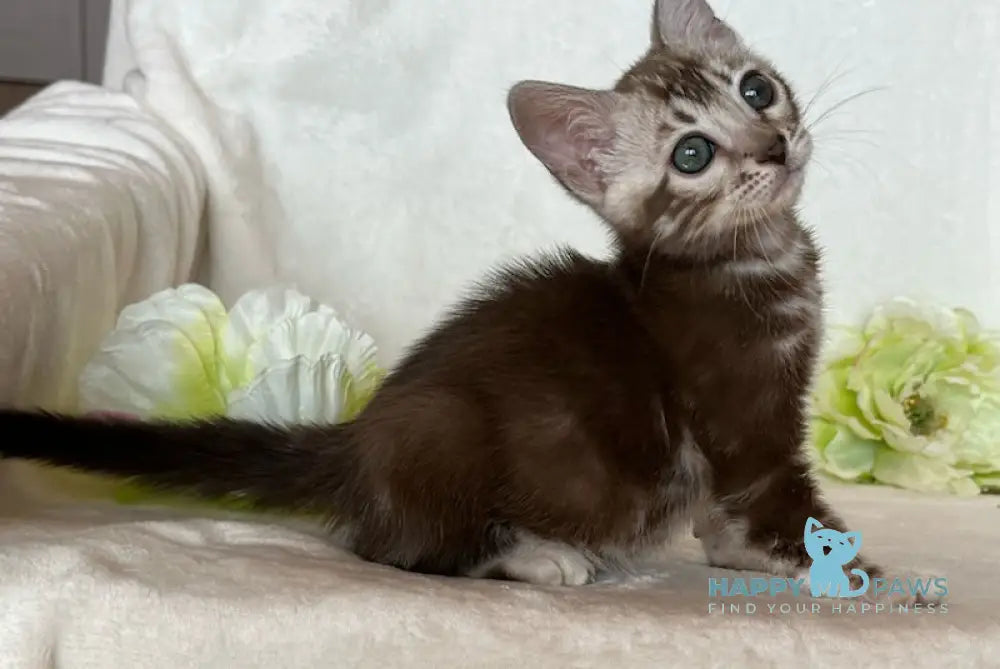 Constanse Bengal female silver sepia live animals
