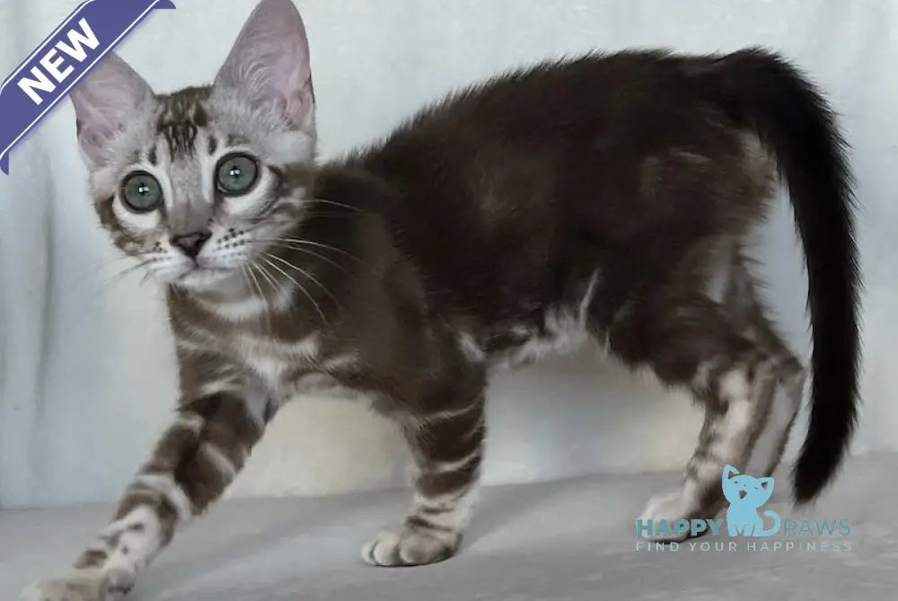 Constanse Bengal female snow mink live animals