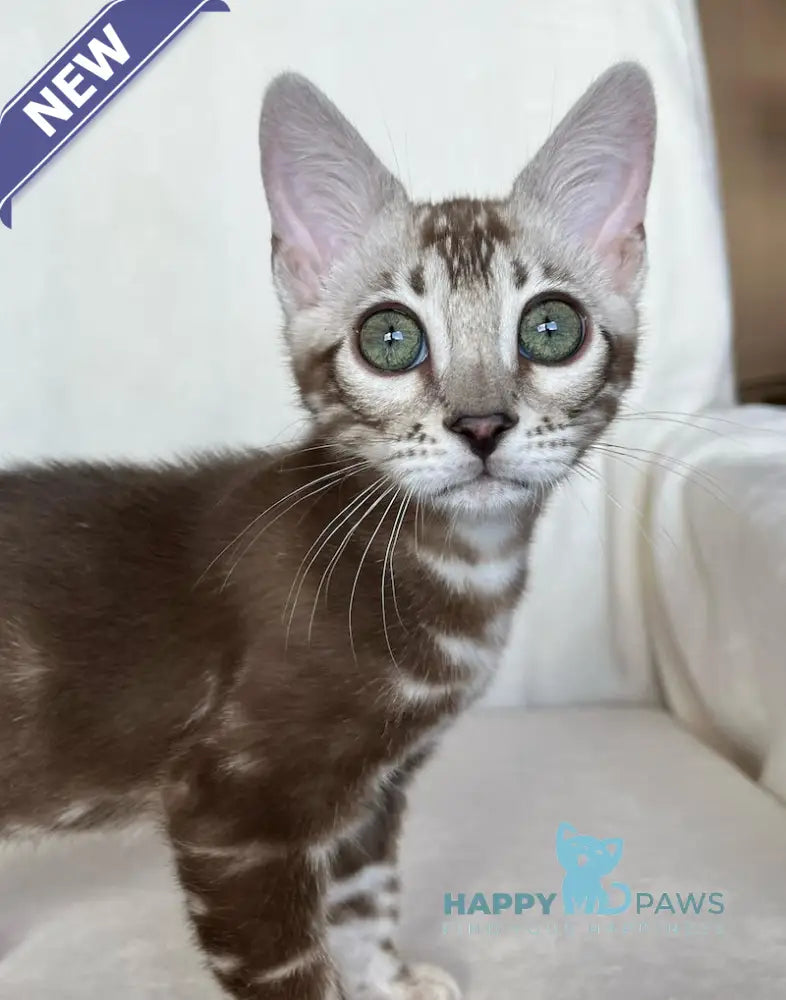 Constanse Bengal female snow mink live animals