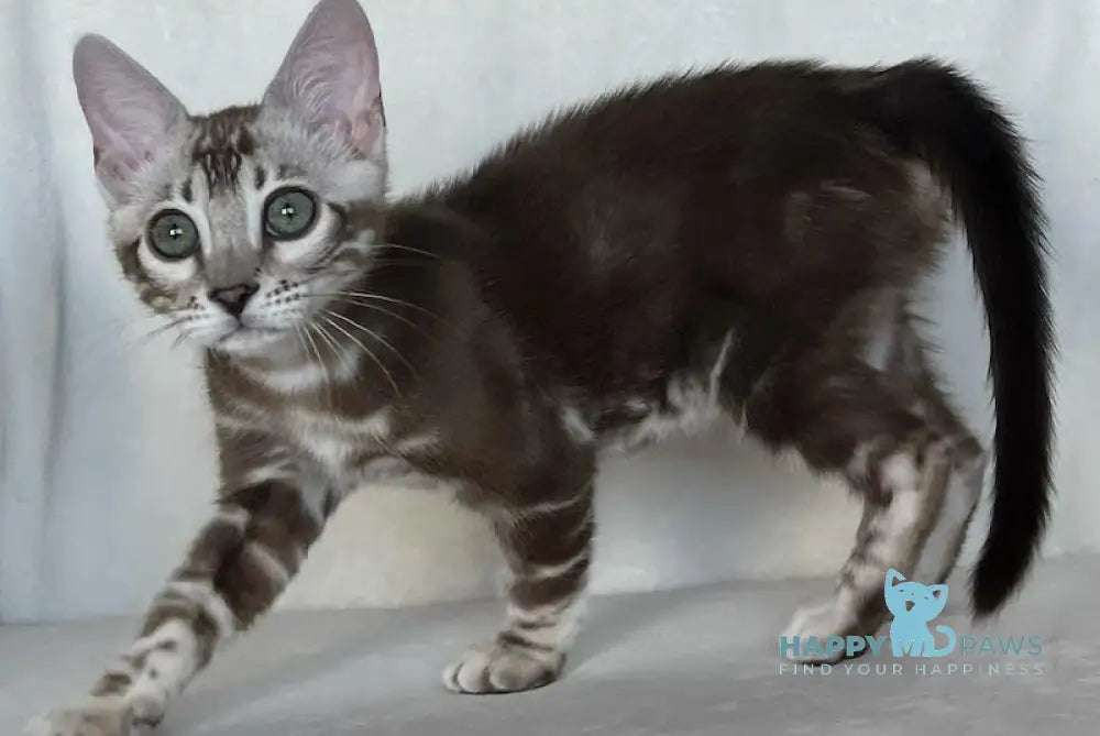 Constanse Bengal female snow mink live animals