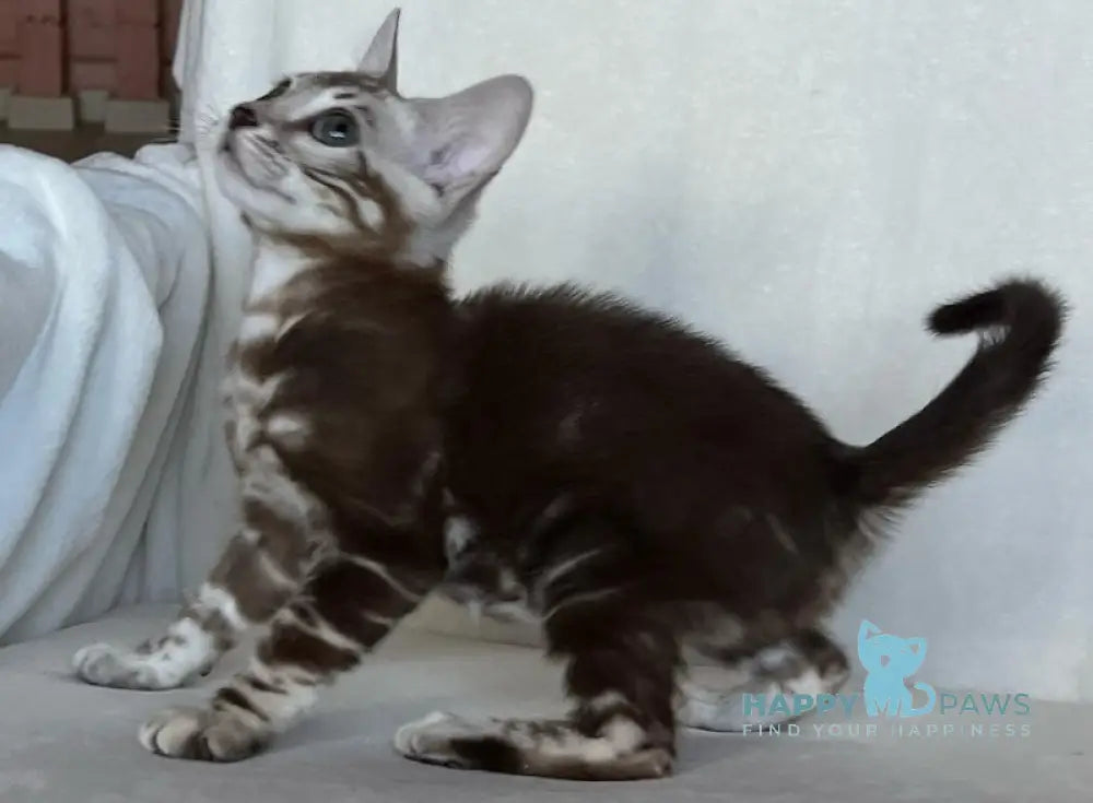 Constanse Bengal female snow mink live animals