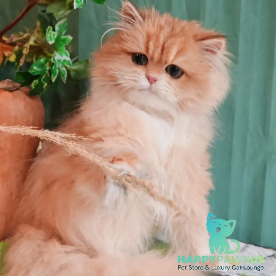 Cookie British Longhair male black golden chinchilla - live animals