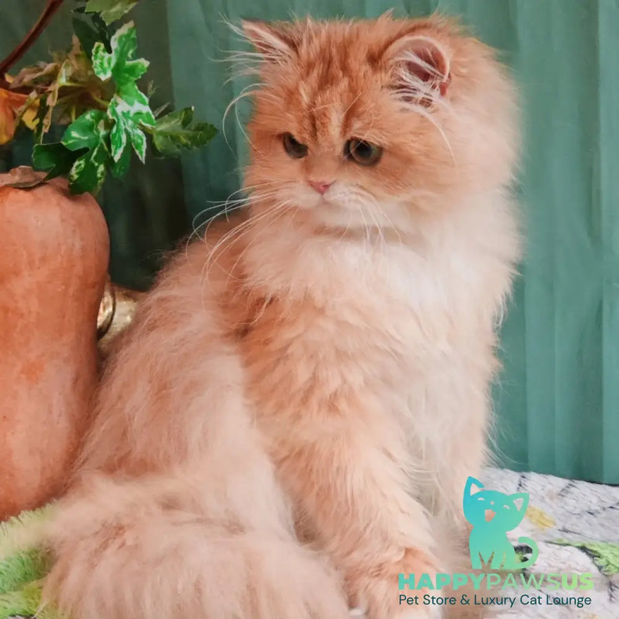 Cookie British Longhair male black golden chinchilla - live animals