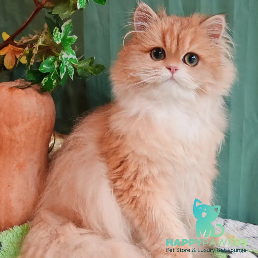 Cookie British Longhair male black golden chinchilla - live animals