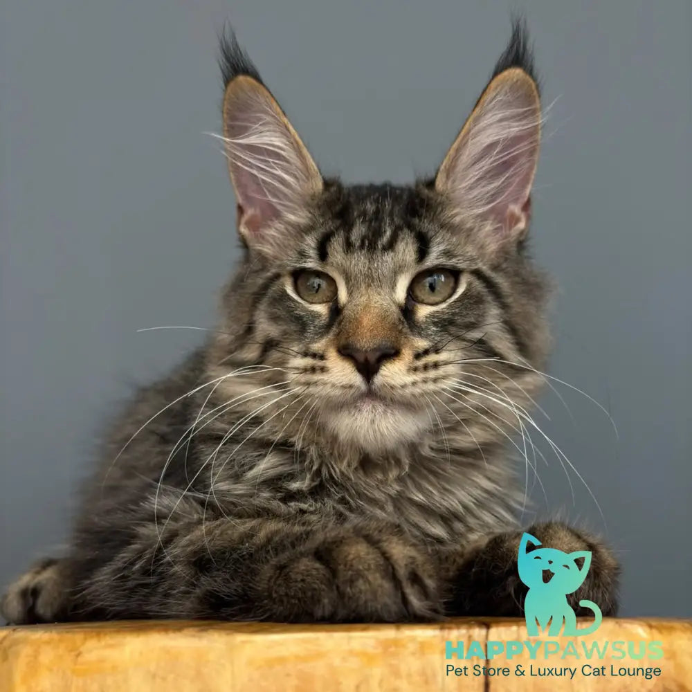 Cookie Maine Coon male black spotted tabby - live animals