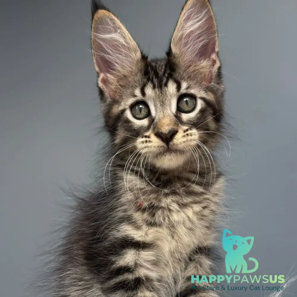 Cookie Maine Coon male black spotted tabby - live animals