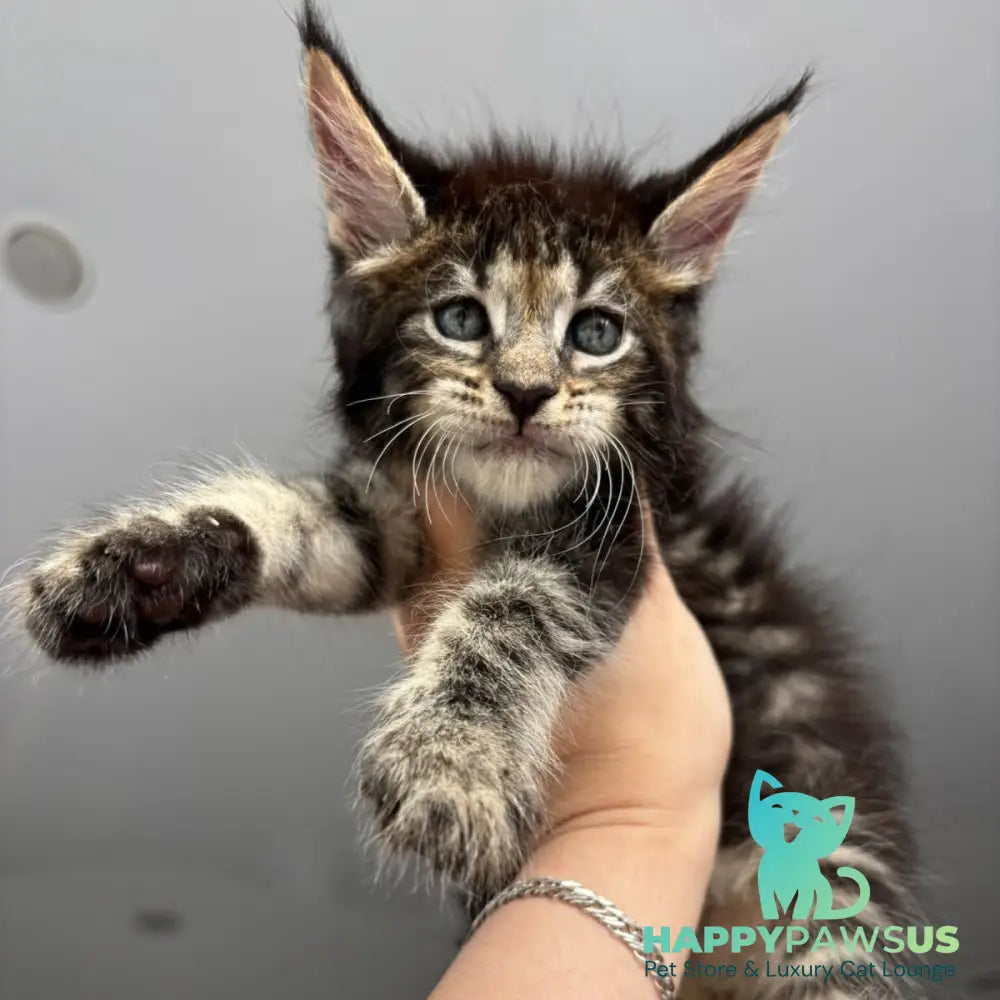 Cookie Maine Coon male black spotted tabby - live animals