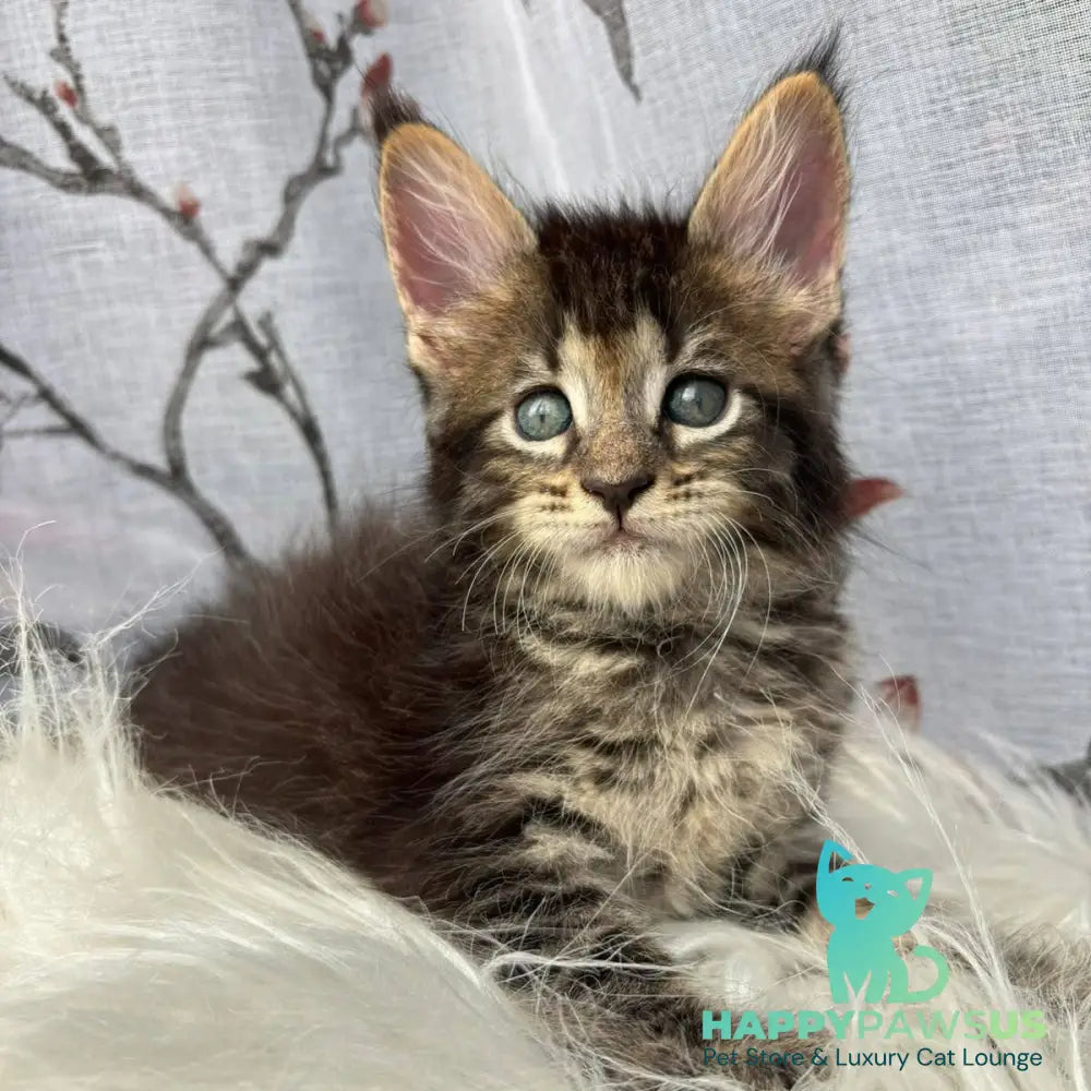 Cookie Maine Coon male black spotted tabby - live animals
