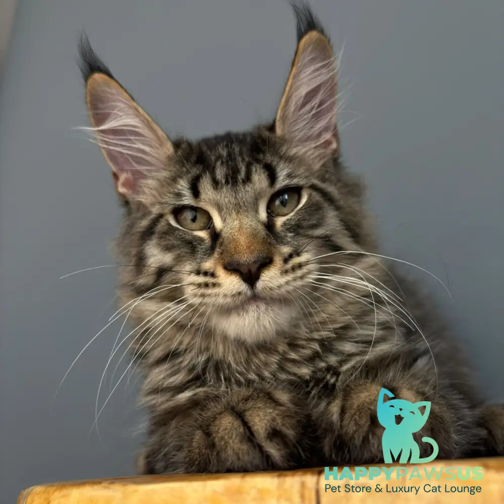 Cookie Maine Coon male black spotted tabby - live animals