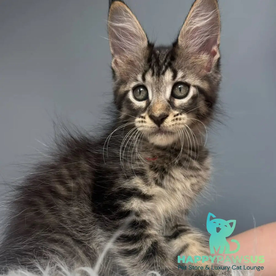 Cookie Maine Coon male black spotted tabby - live animals