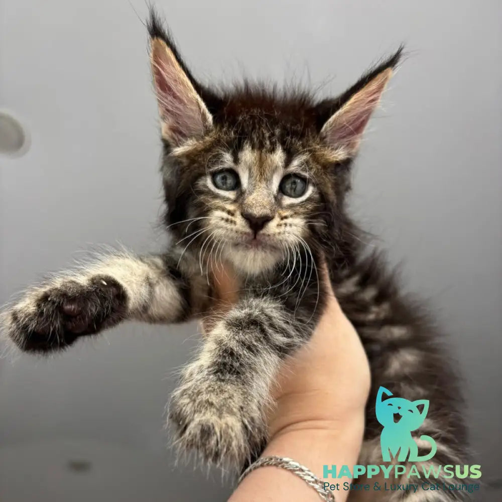 Cookie Maine Coon male black spotted tabby - live animals