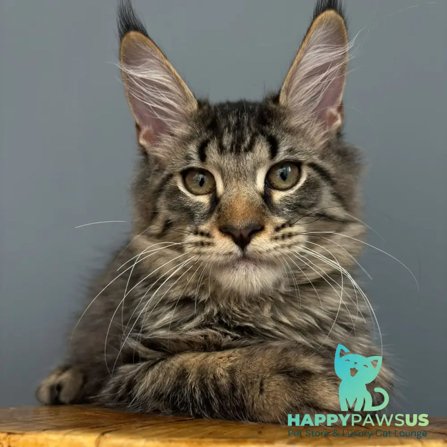Cookie Maine Coon male black spotted tabby - live animals