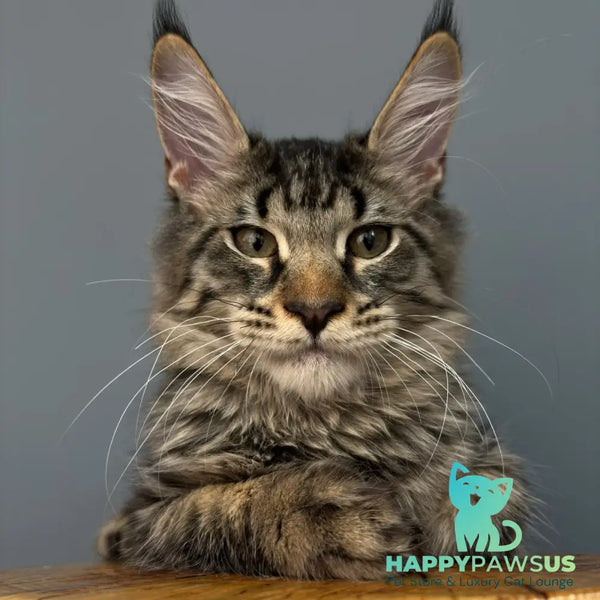 Cookie Maine Coon male black spotted tabby - live animals