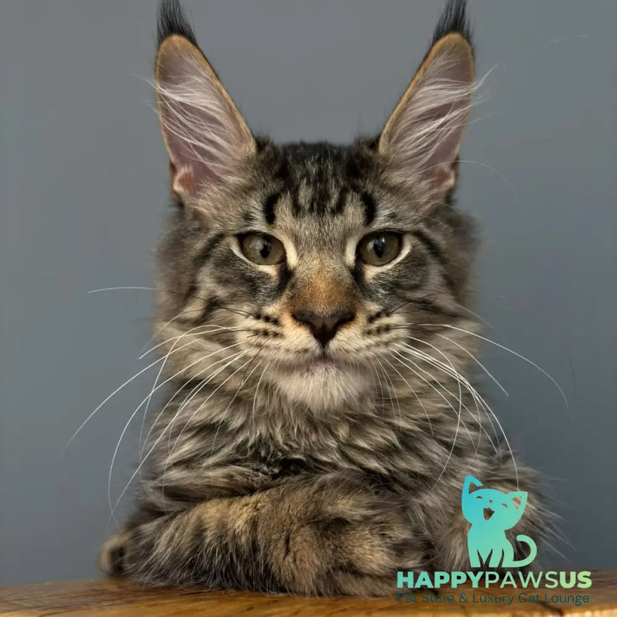 Cookie Maine Coon male black spotted tabby - live animals