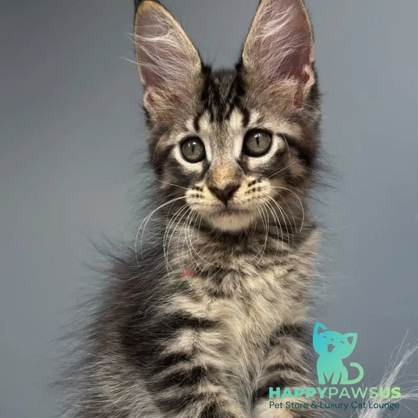 Cookie Maine Coon male black spotted tabby - live animals