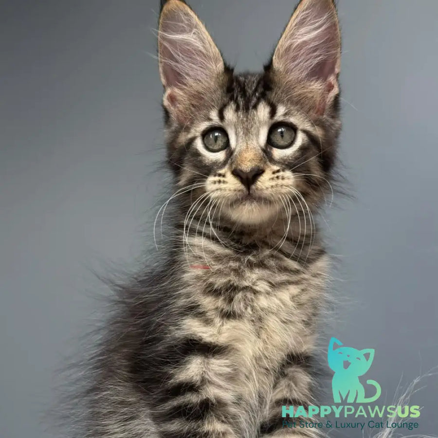 Cookie Maine Coon male black spotted tabby - live animals