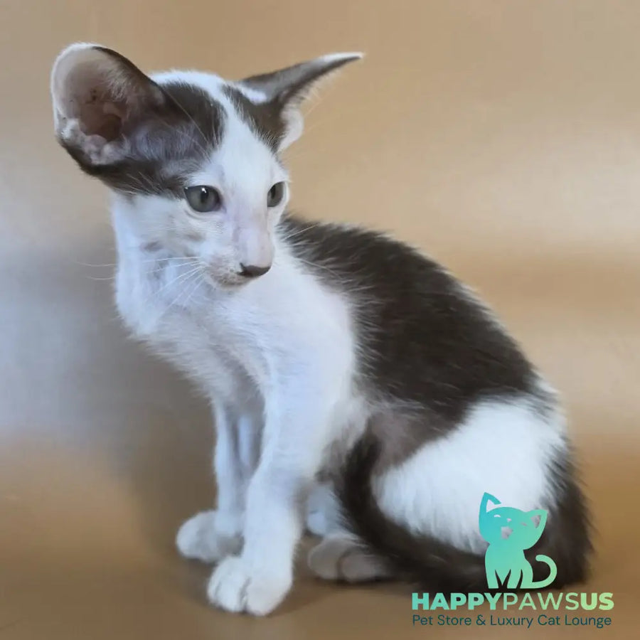 Cookie Oriental Shorthair male chocolate van - live animals