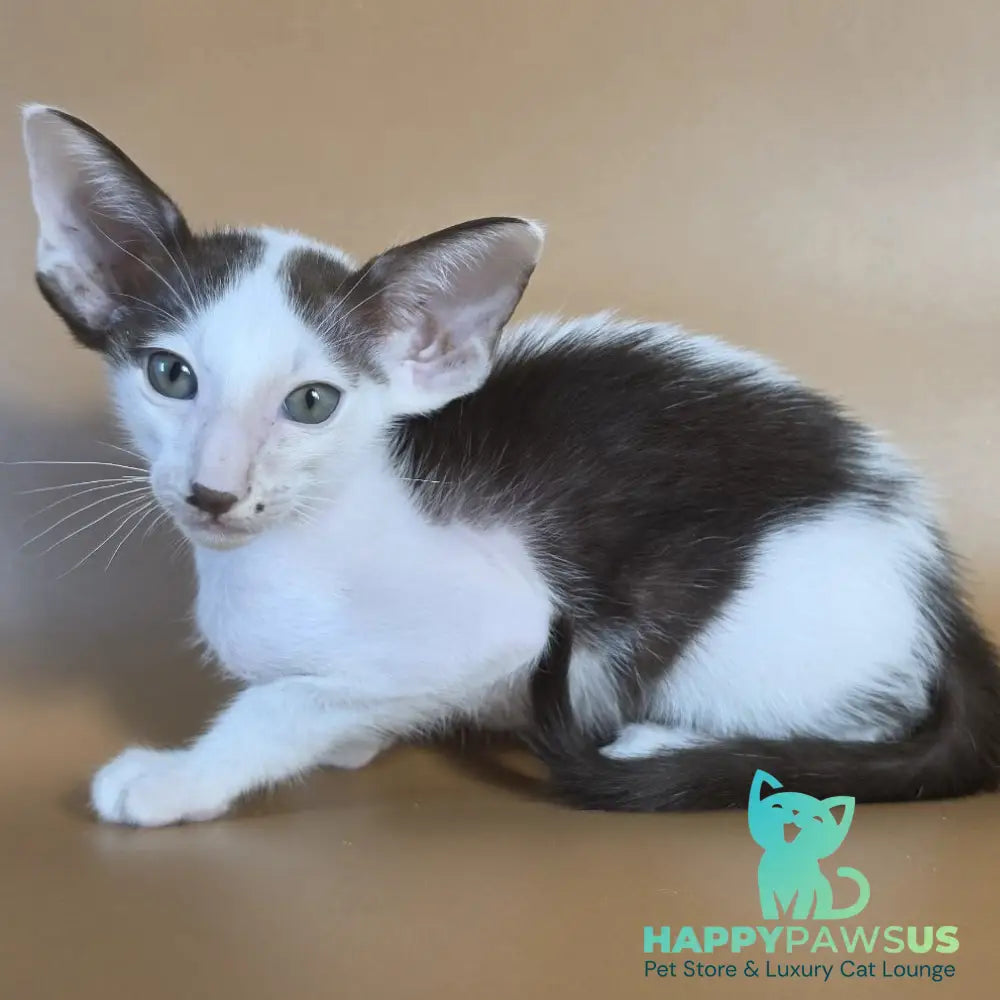 Cookie Oriental Shorthair male chocolate van - live animals