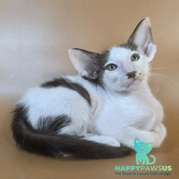 Cookie Oriental Shorthair male chocolate van - live animals