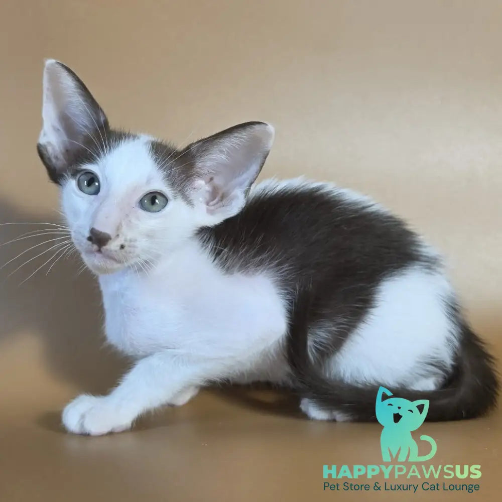 Cookie Oriental Shorthair male chocolate van - live animals