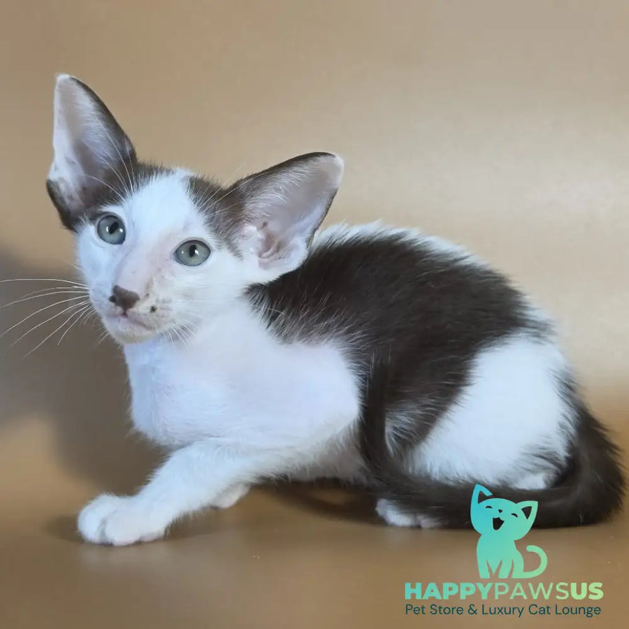 Cookie Oriental Shorthair male chocolate van - live animals