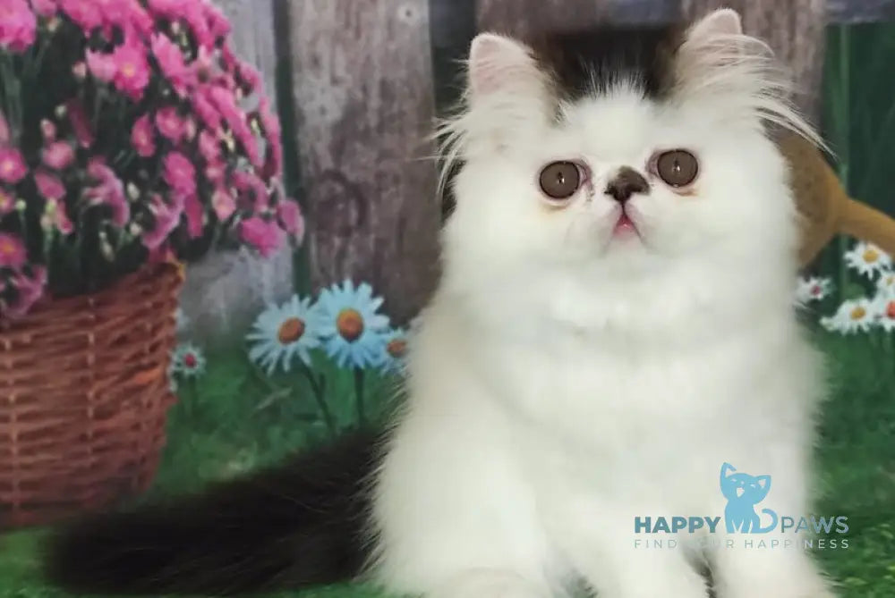 Cooper Kim Persian male black harlequin live animals