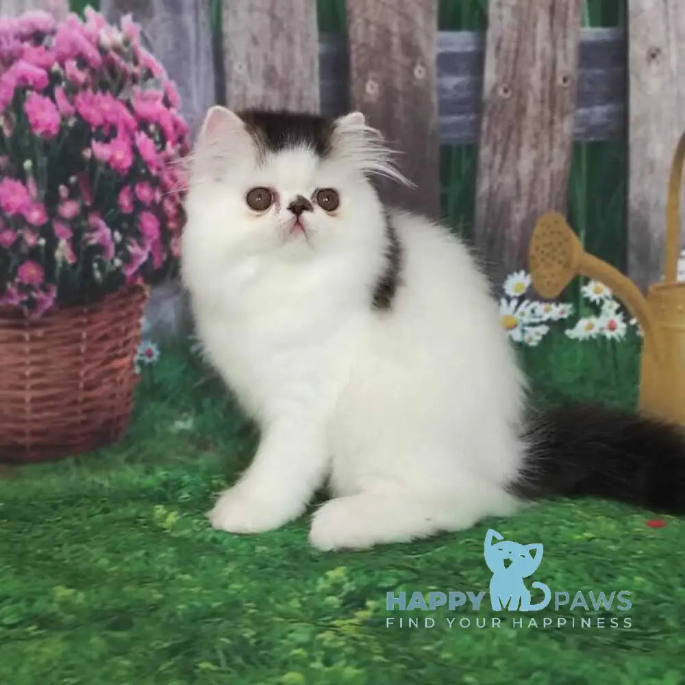 Cooper Kim Persian male black harlequin live animals