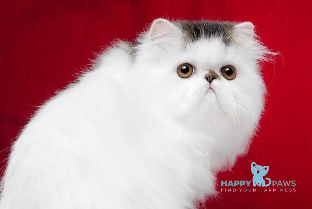 Cooper Kim Persian male black harlequin live animals