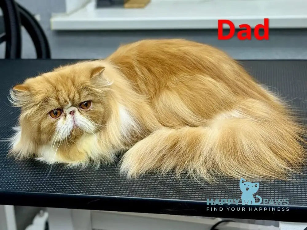Cooper Kim Persian male black harlequin live animals