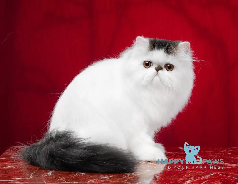 Cooper Kim Persian male black harlequin live animals