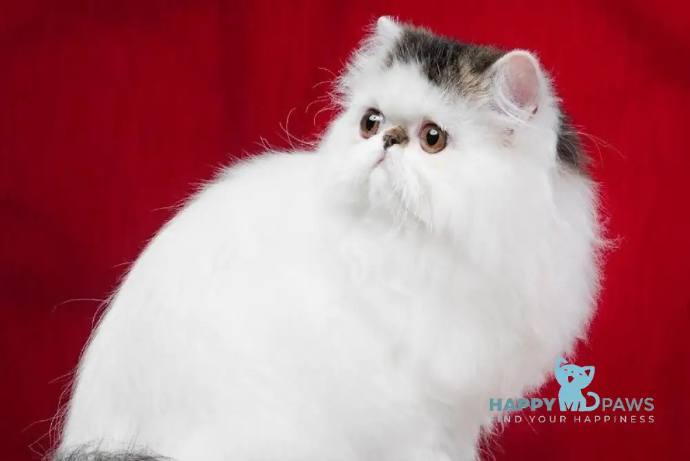 Cooper Kim Persian male black harlequin live animals