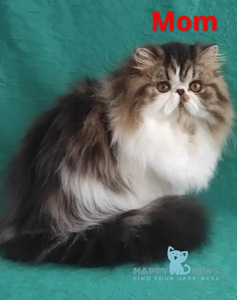 Cooper Kim Persian male black harlequin live animals