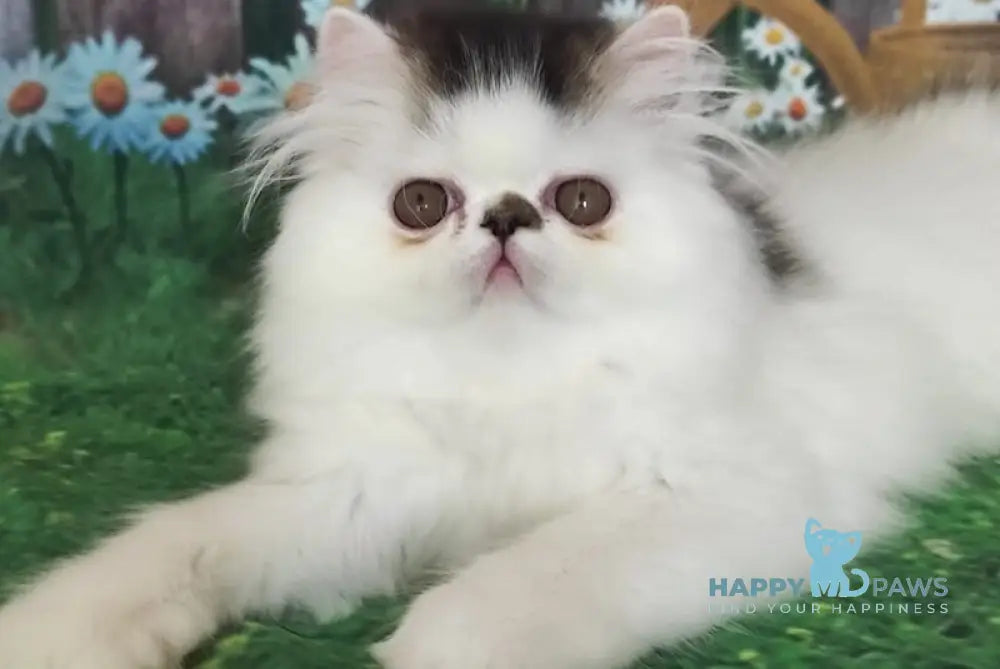 Cooper Kim Persian male black harlequin live animals