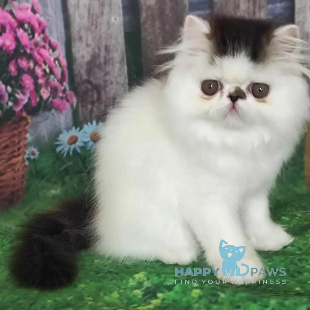 Cooper Kim Persian male black harlequin live animals