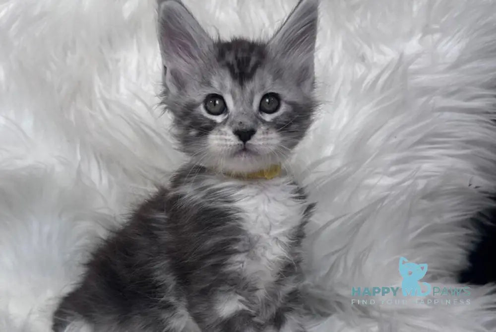 Cooper Maine Coon male black silver tabby bicolour - live animals