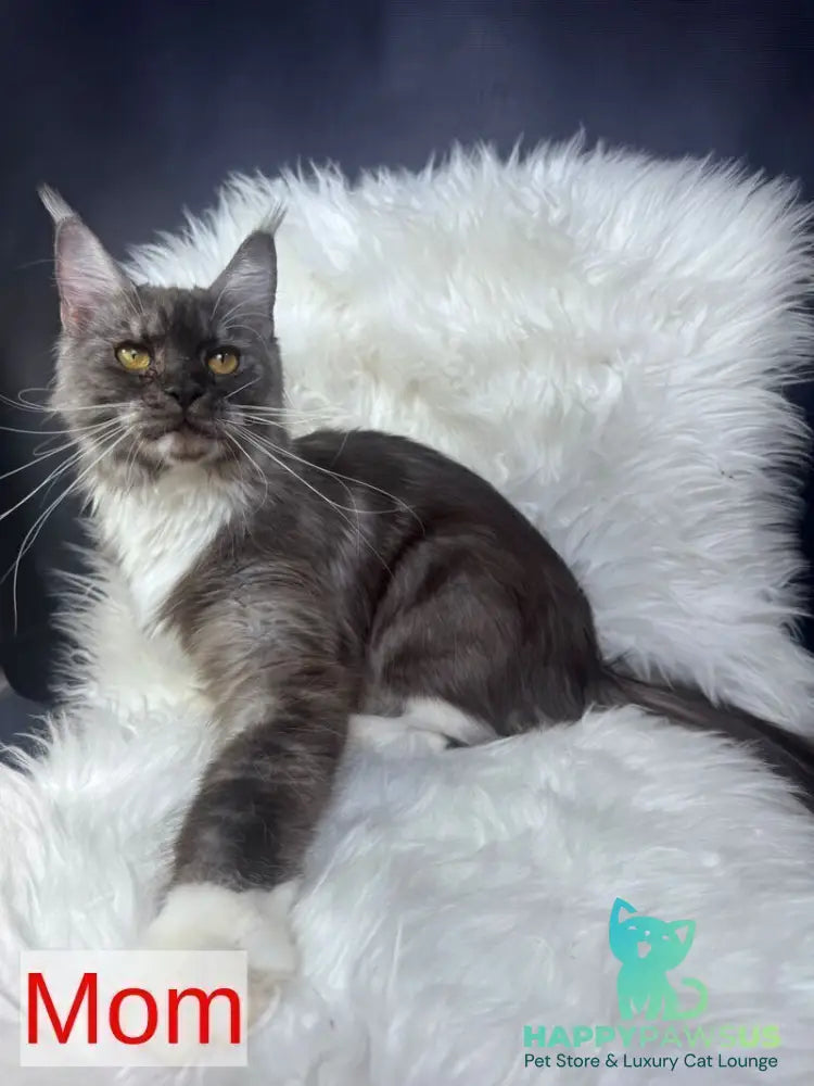 Cooper Maine Coon male black silver tabby bicolour - live animals